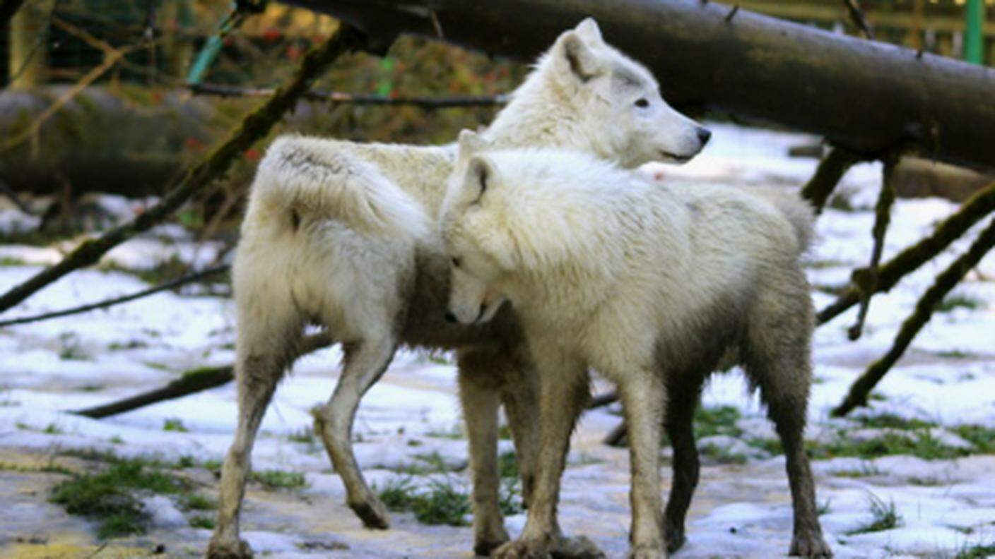 La coppia di lupi ospiti dello zoo di Servion