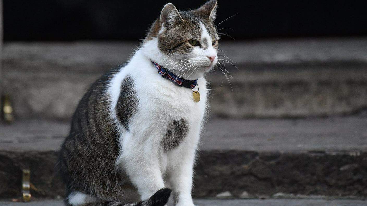 Larry, il gatto patriottico di Downing Street