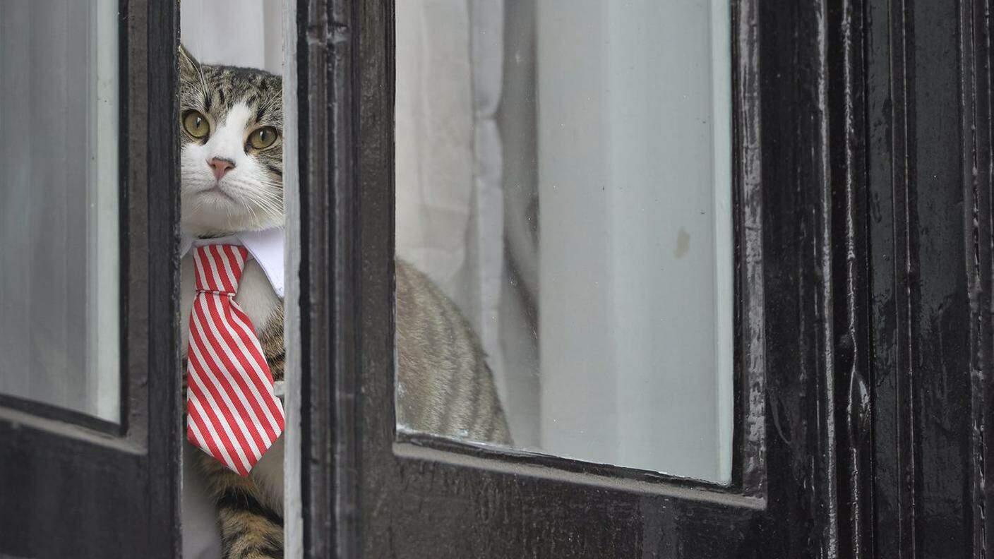 Il gatto di Assange guarda fuori dalla finestra dell'ambasciata dell'Ecuador a Londra