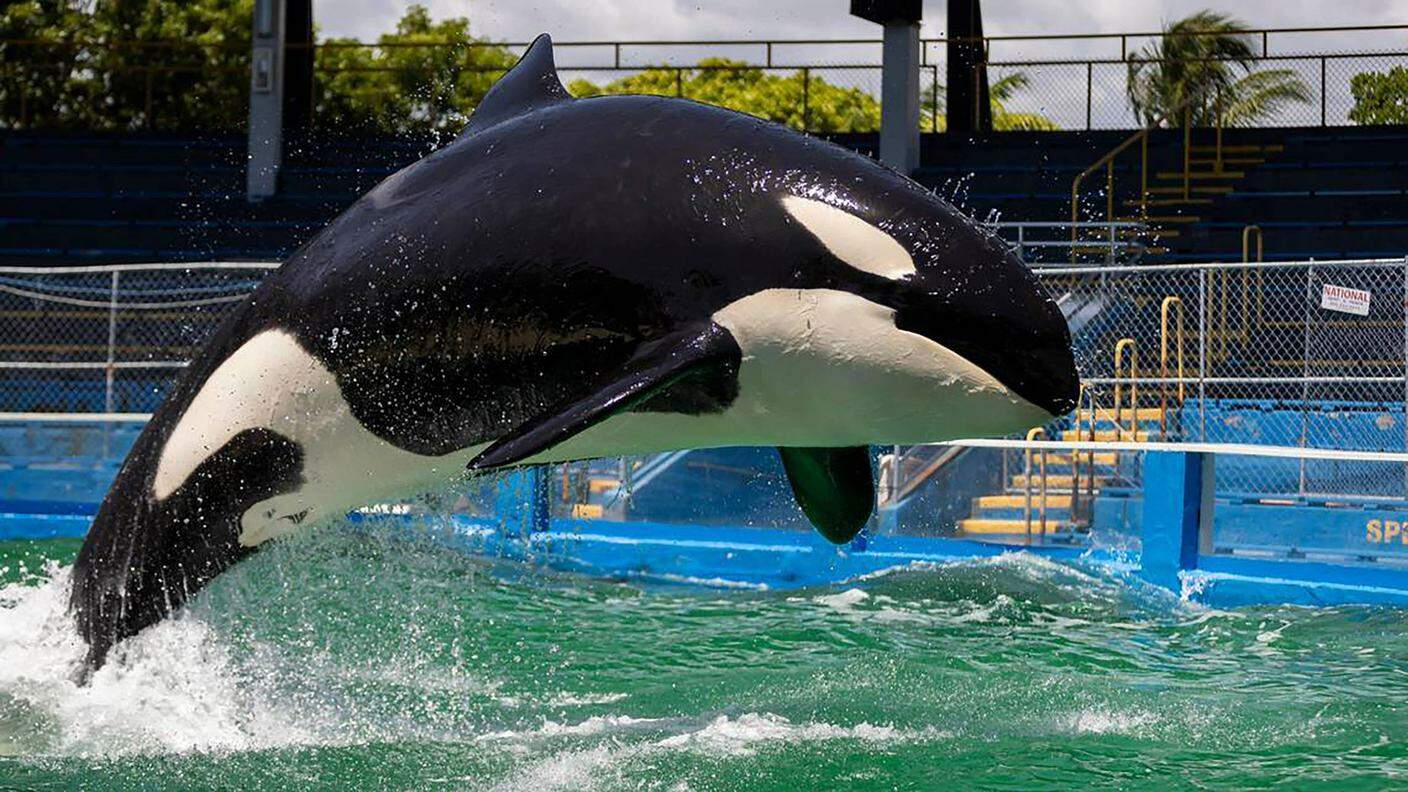 L'orca Lolita al Miami Seaquarium