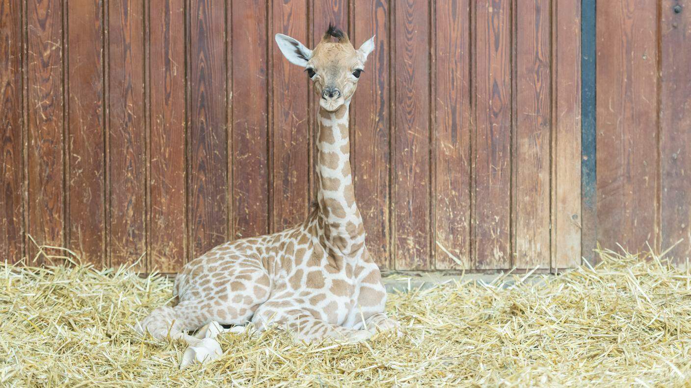 Le giraffe allo zoo di Basilea sono del Kordofan, una sottospecie molto minacciata