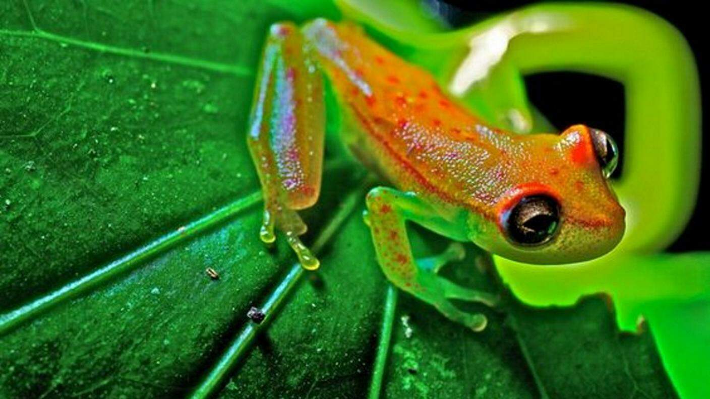 La piccola rana sudamericana è fluorescente...di natura