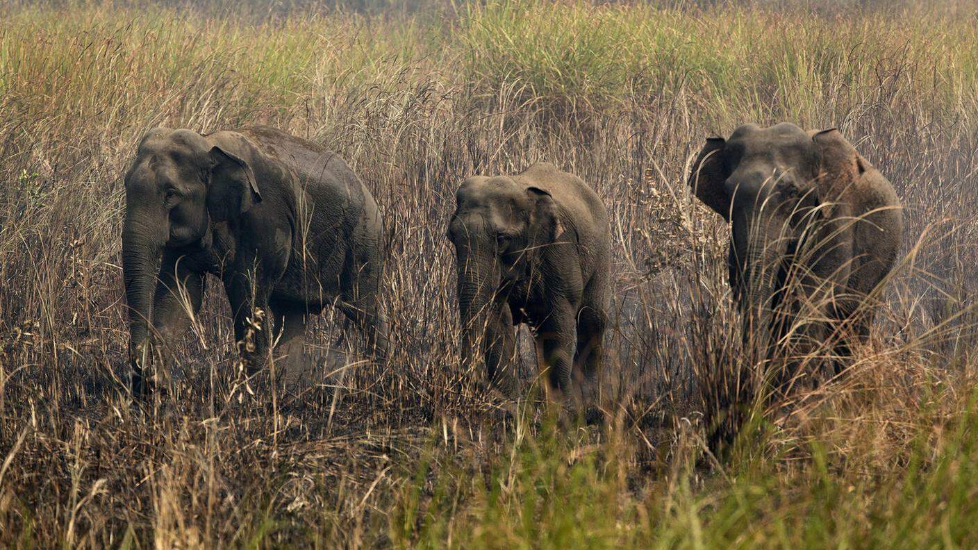 Gli elefanti estratti dal fango hanno fatto ritorno alla foresta