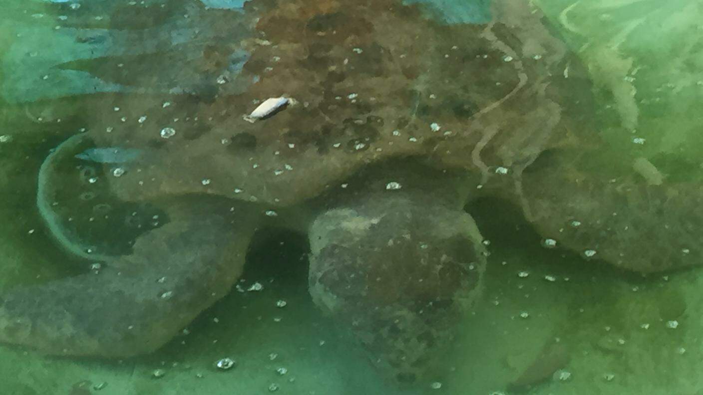 Una tartaruga si appisola sul fondo della vasca dopo aver mangiato