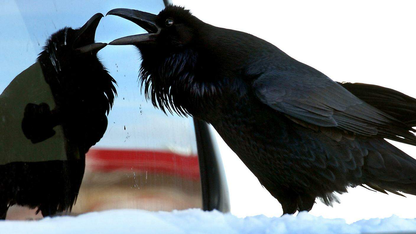 I corvi sanno come comportarsi nel tempo