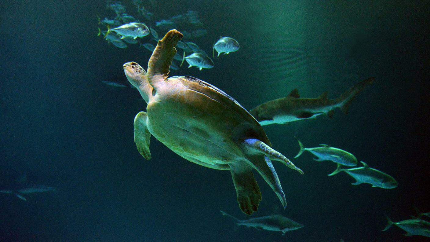 La tartaruga marina verde