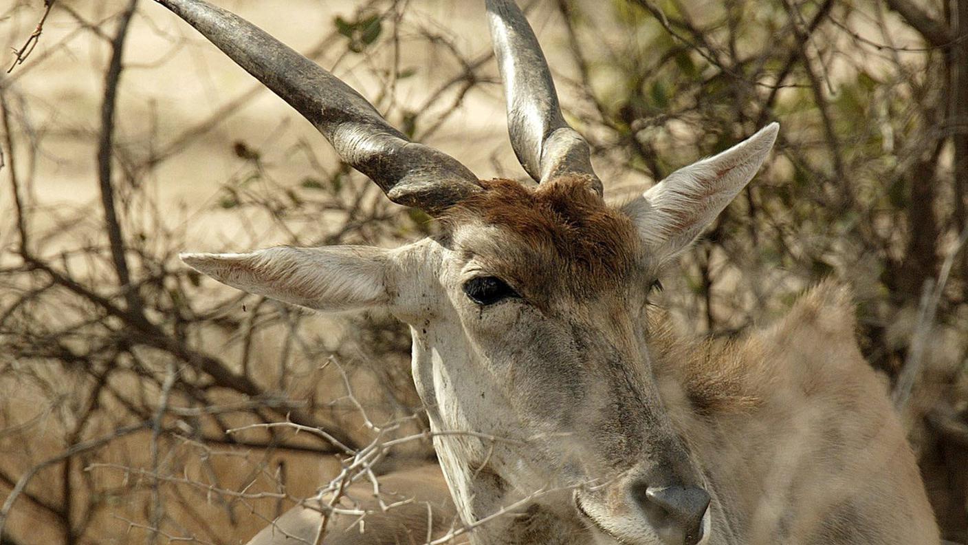 Una delle specie di antilope in declino