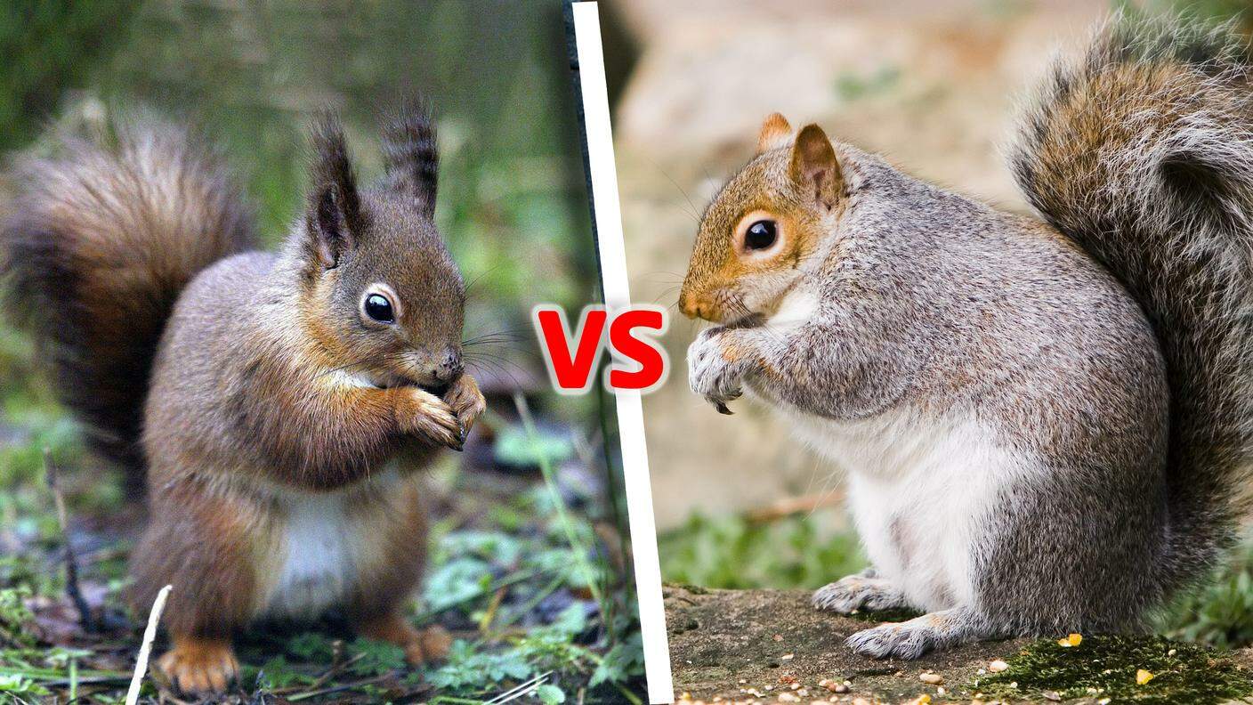 Lo scoiattolo rosso (sin) e lo scoiattolo grigio nordamericano (dx)