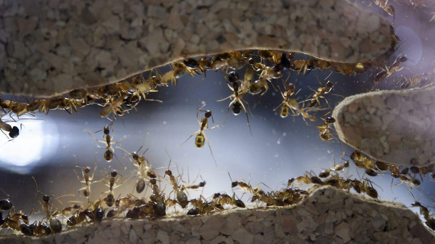 Milioni di formiche...
