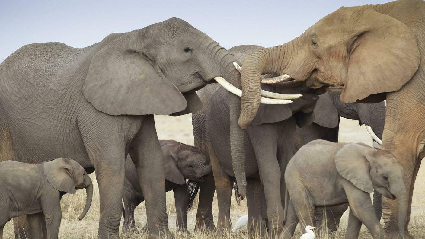Un gruppo di elefanti africani, minacciati anche dai bracconieri