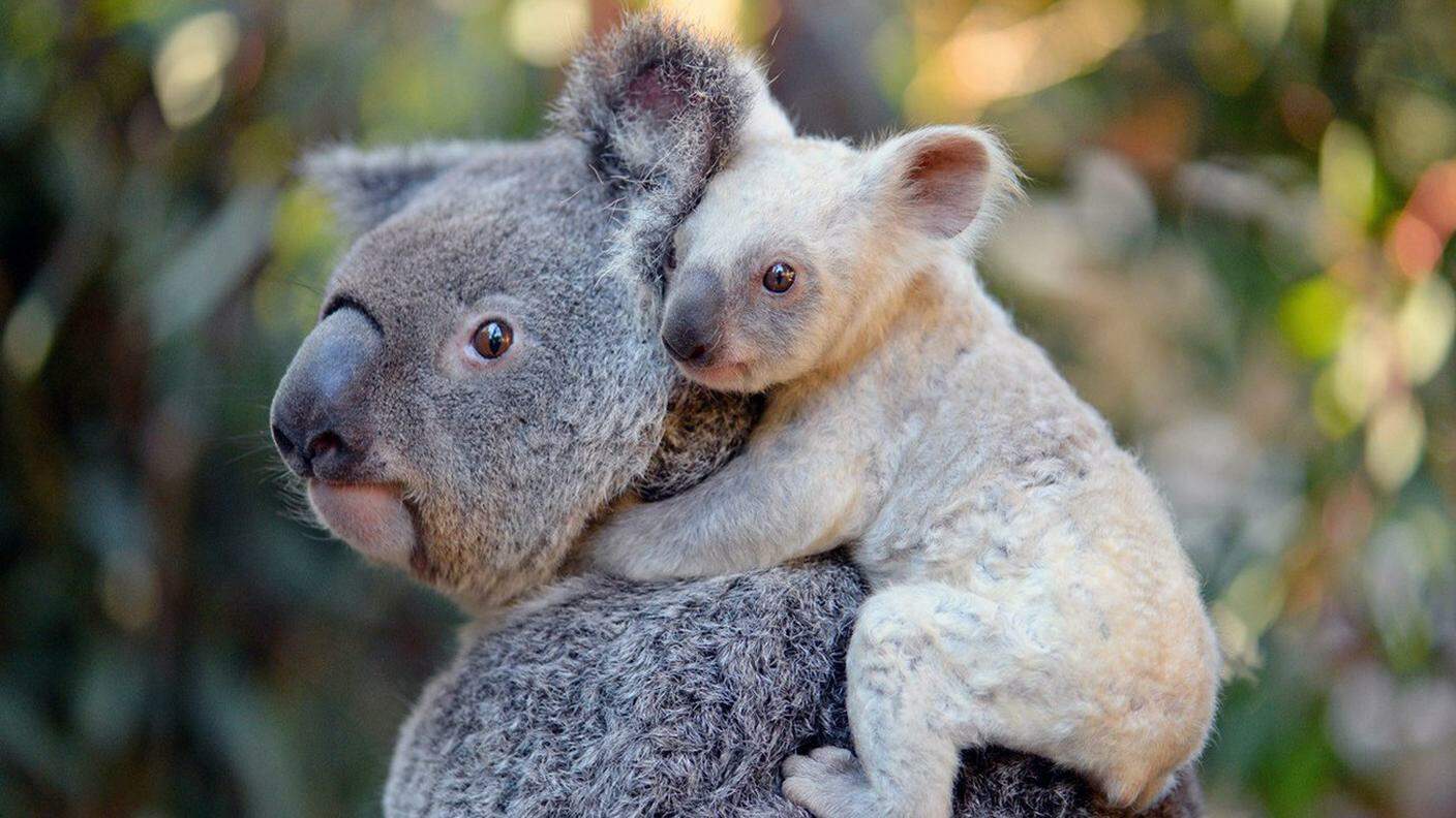 I koala minacciati dalla perdita del loro habitat