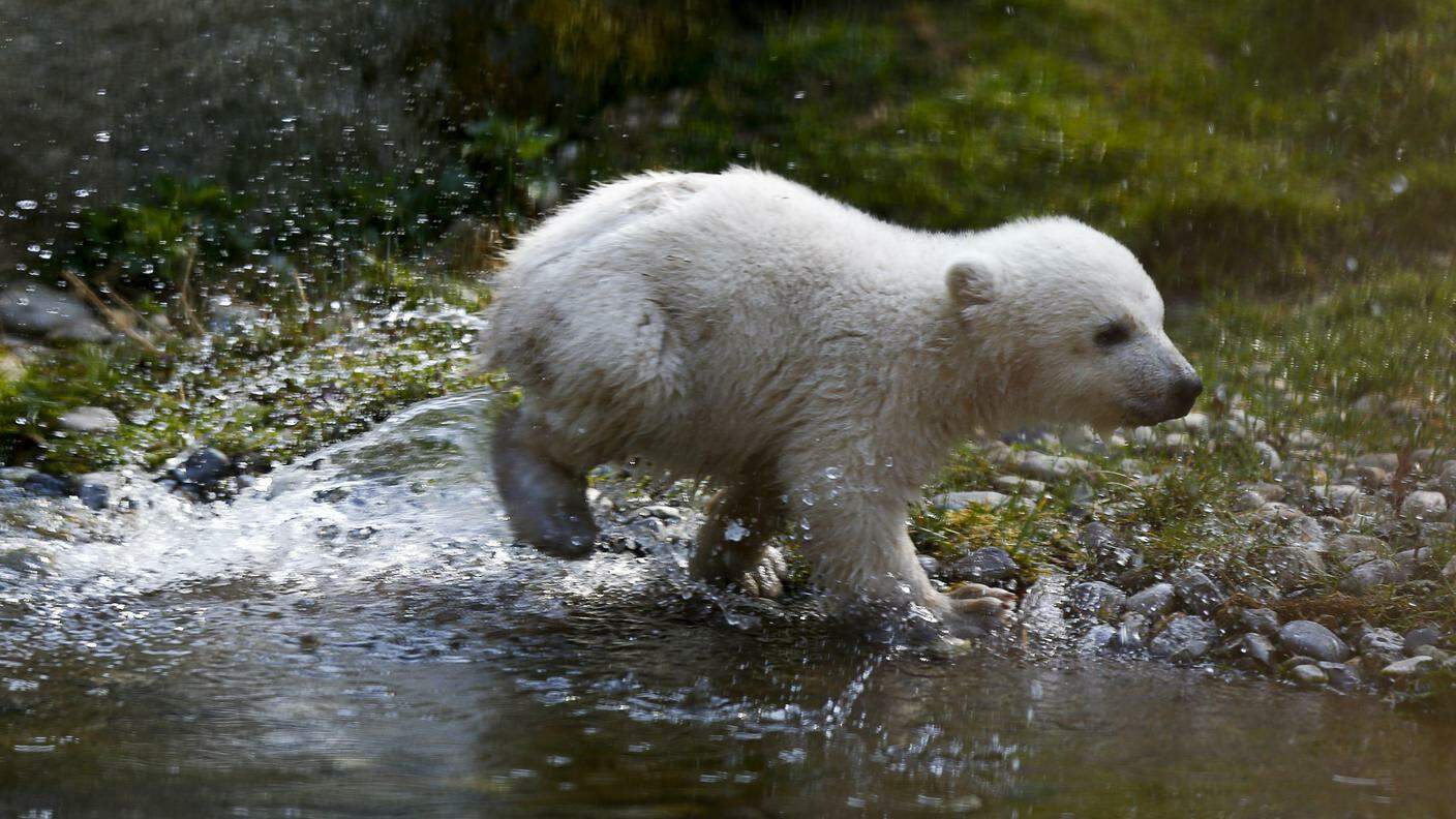 L'orsacchiotta polare morta martedì a Berlino era nata appena da 26 giorni