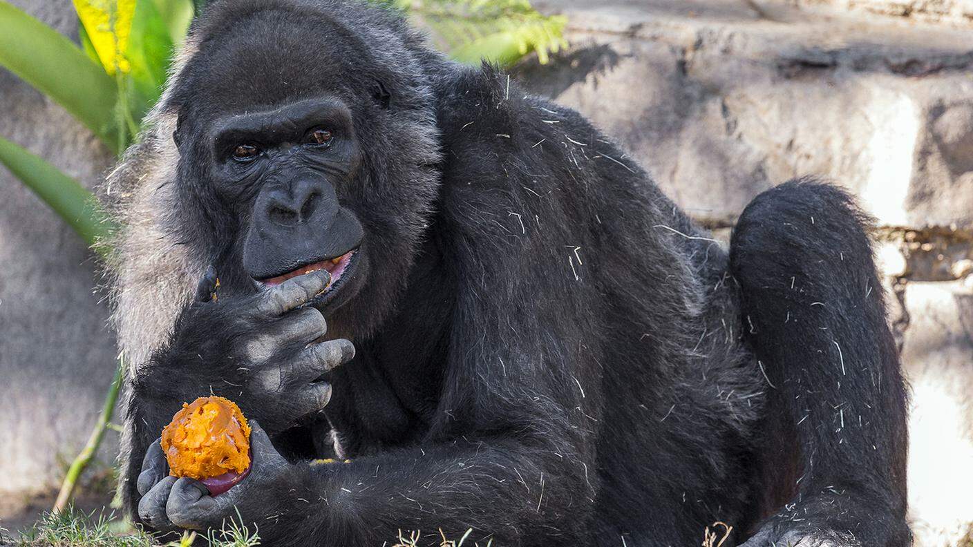 La gorilla Vila è morta a 60 anni