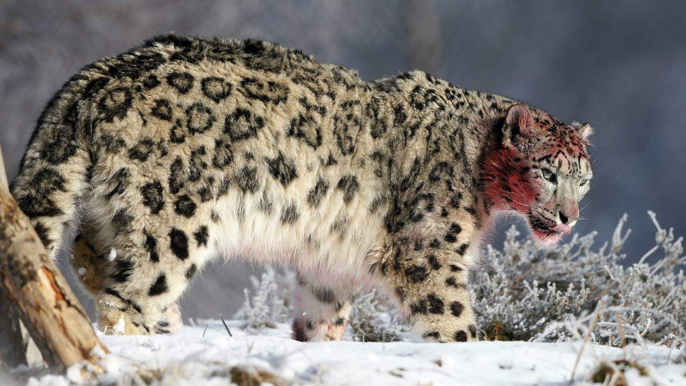 Sono sempre meno anche felini stupendi, come il leopardo delle nevi
