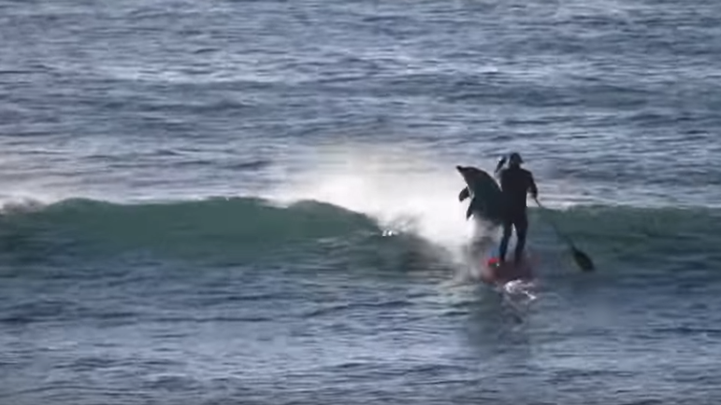 Lo scontro tra il delfino e il surfista al largo di Gracetown