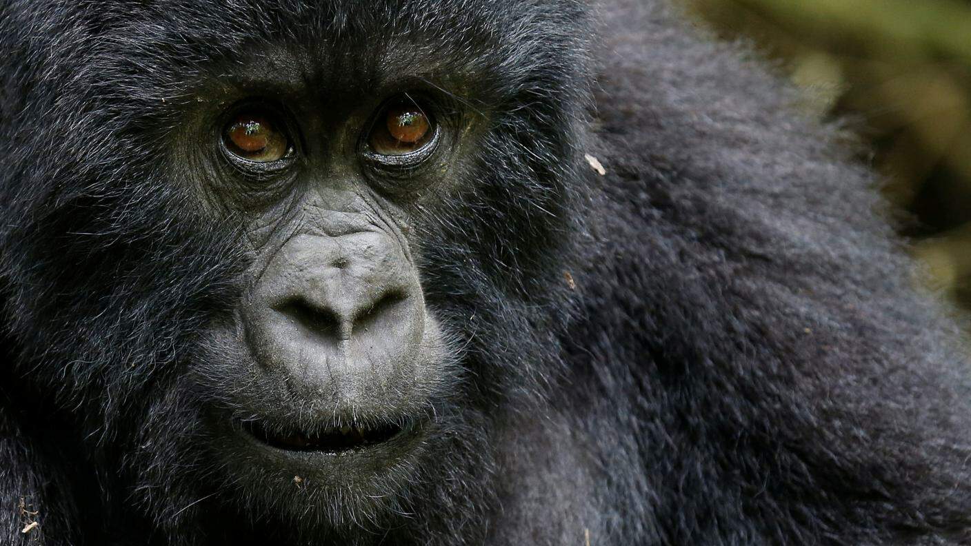 Il gorilla è il più grande primate vivente