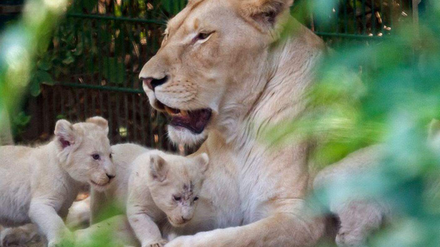 I due leoncini nati in vitro a Pretoria