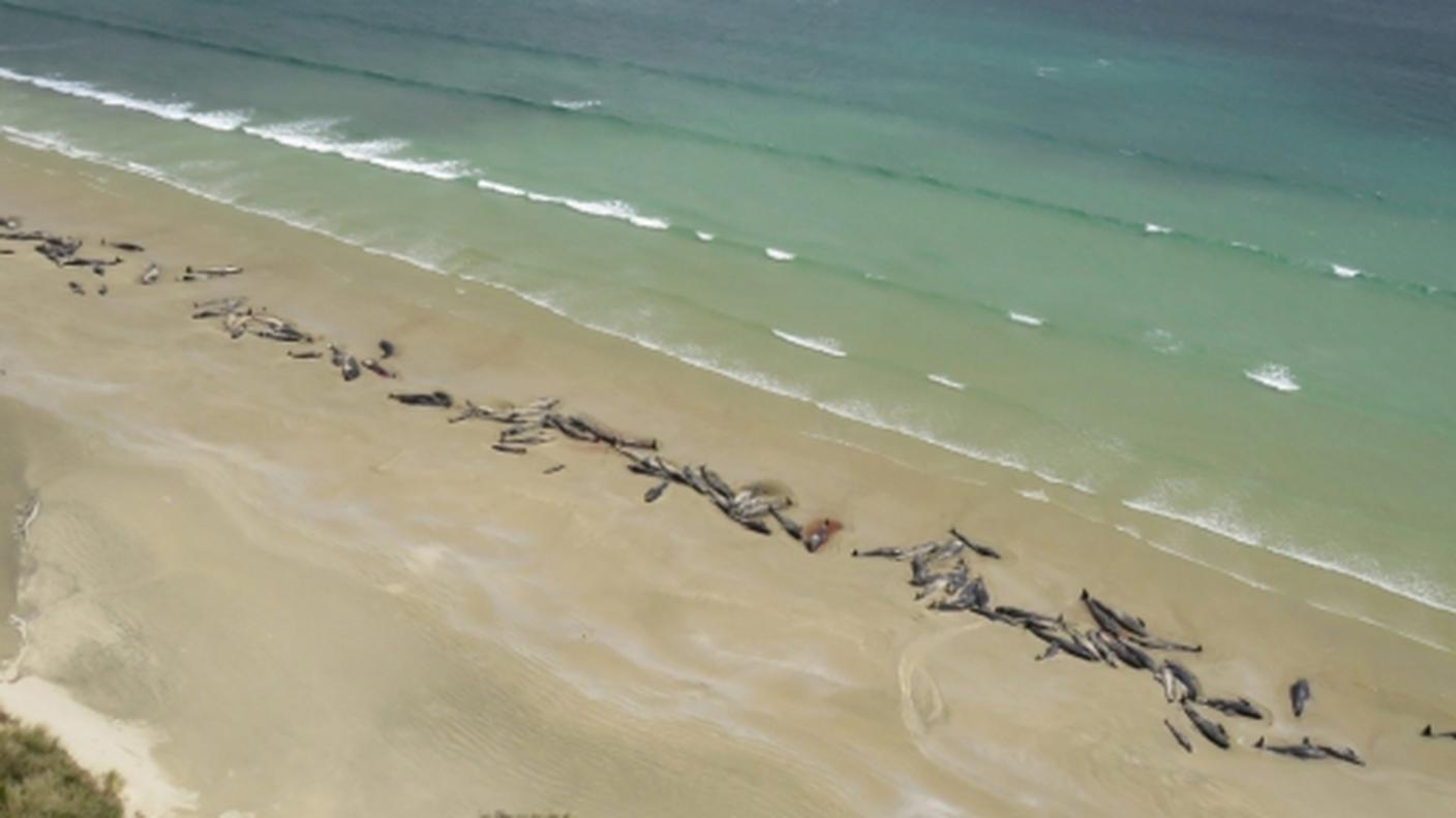 Le balene morte in spiaggia