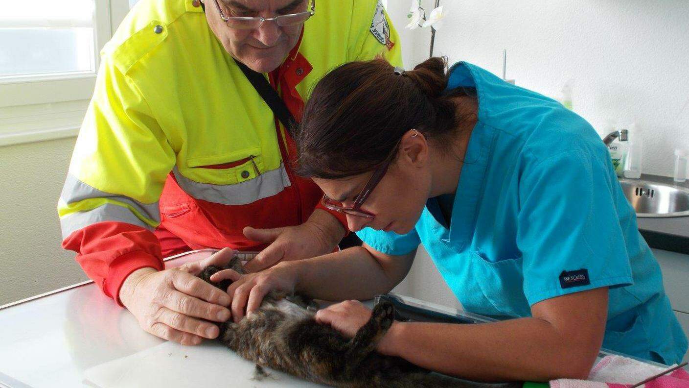 L'animale, dopo le prime cure, si trova ora al parco dei gatti di Bellinzona