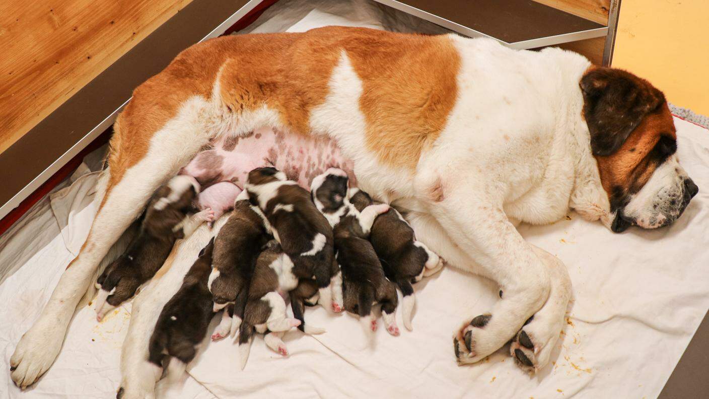Hoxane è diventata mamma e Florenzo vom Baronenschloss papà di 10 cuccioli, sei maschi e quattro femmine