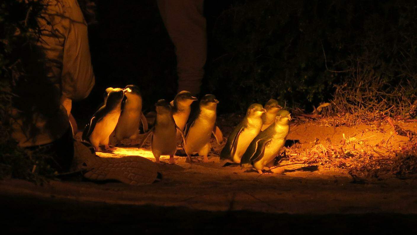 I pinguini del parco sono animali protetti