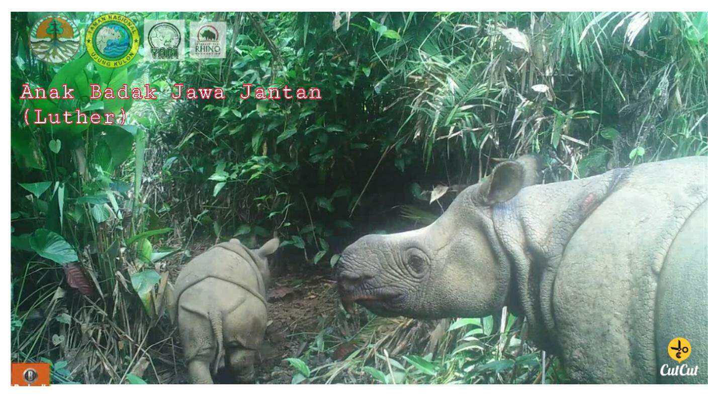 I due rinoceronti fotografati nel parco indonesiano
