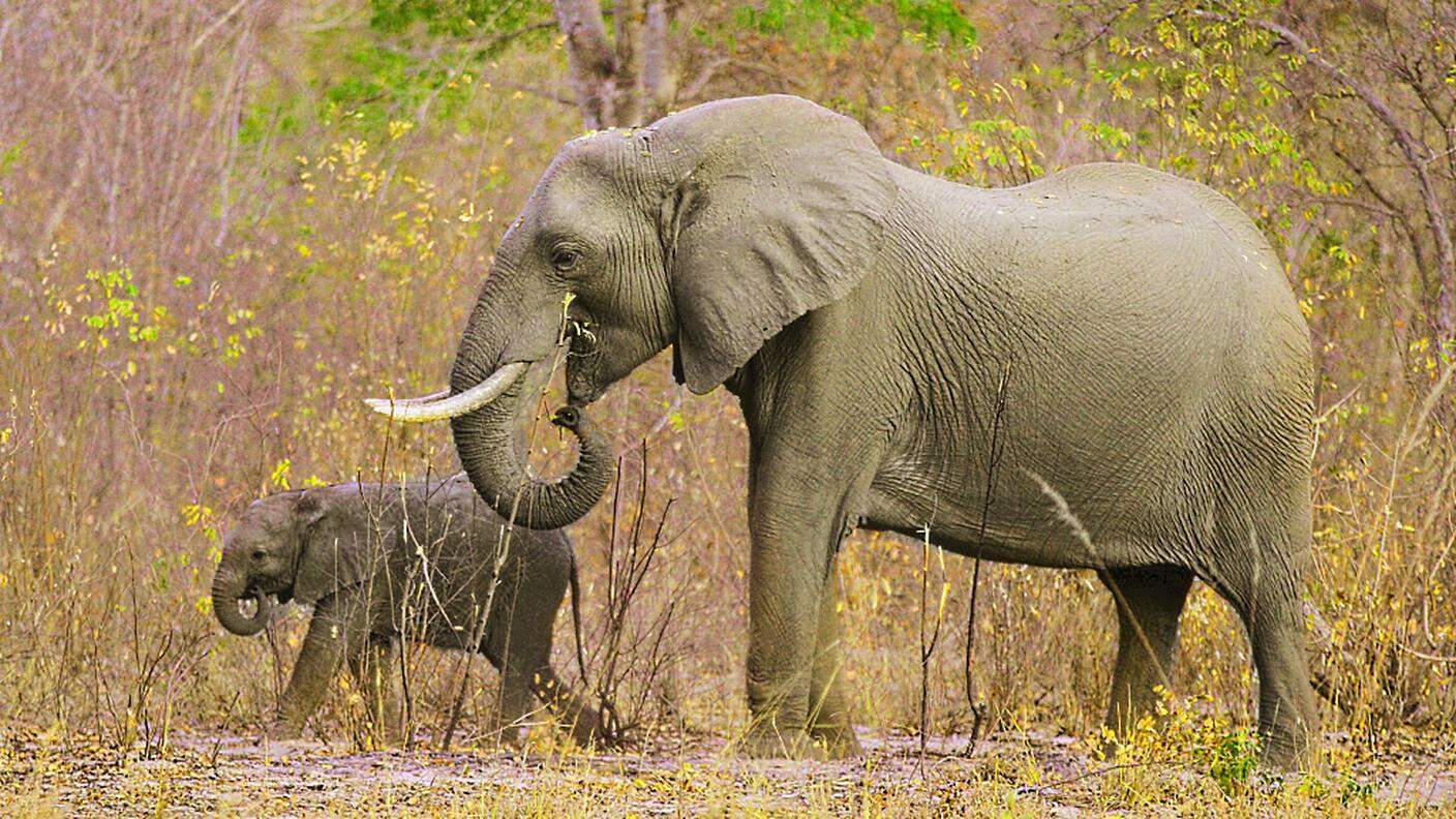 Elefanti del Hwange National Park, in Zimbabwe