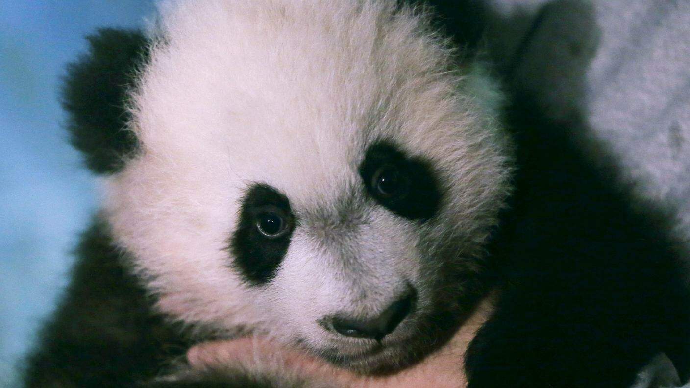 Il giovane Bei Bei, un cucciolo di panda gigante di cinque mesi