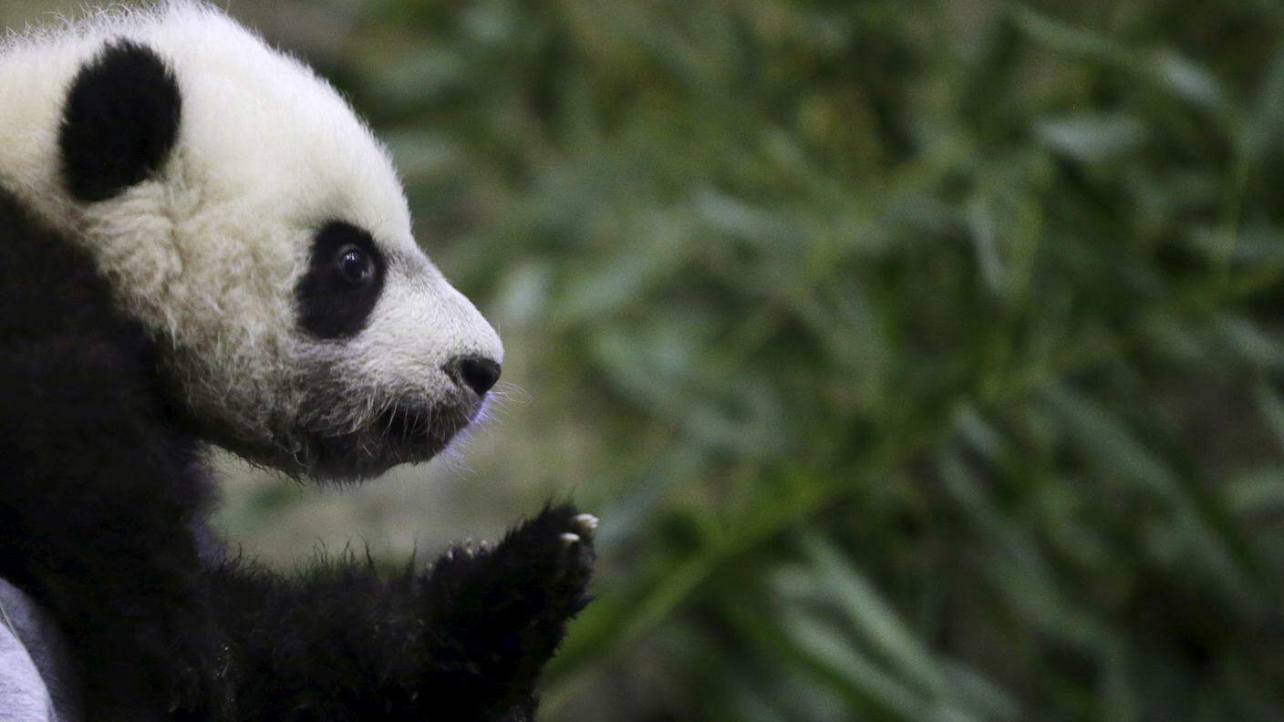 Il piccolo panda ha un'aria spaesata nel suo recinto