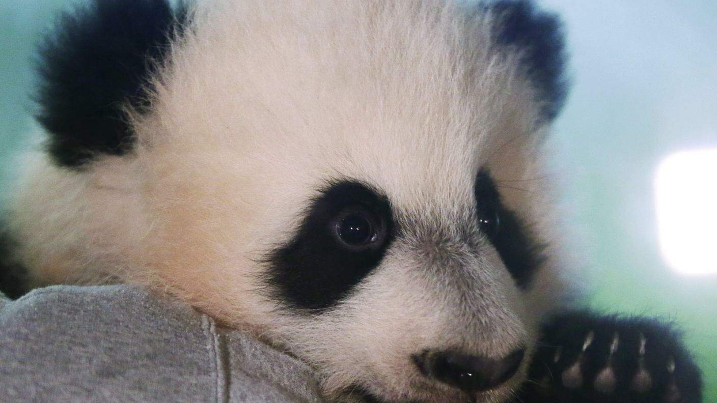 Un'altra immagine del panda Bei Bei, ritratto allo zoo di Washington