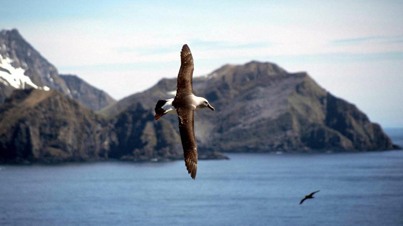 Un albatros può volare per 22'000 chilometri, dalle Midway all'Inghilterra