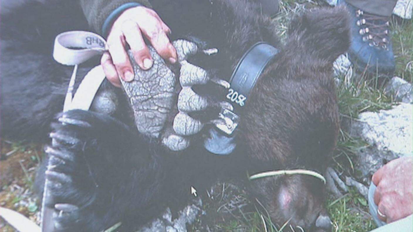 In Trentino dai nove orsi iniziali si è passati una cinquantina di cui 40 costantemente monitorati