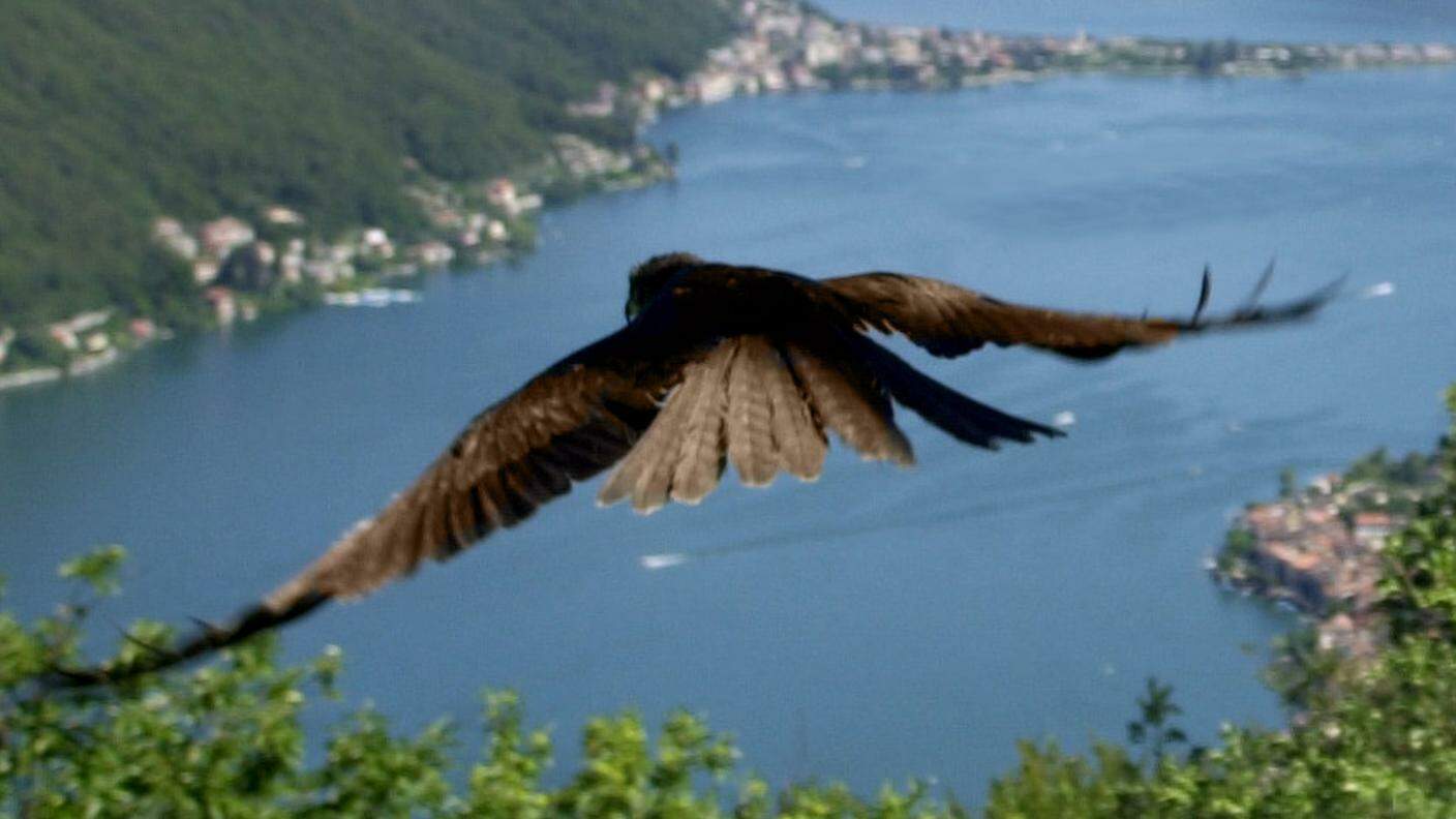 Un nibbio in volo sul lago di Lugano