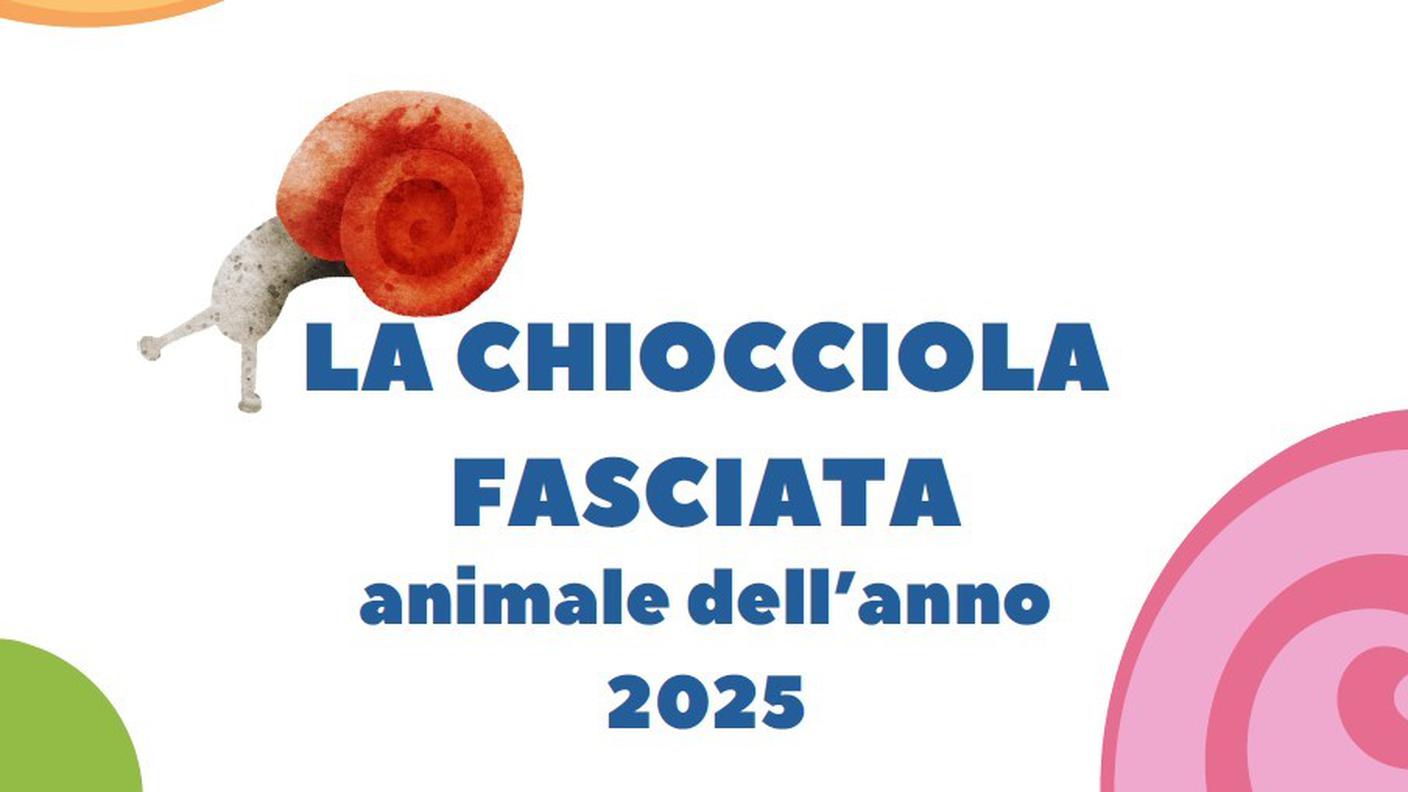 Chiocciola fasciata.jpg