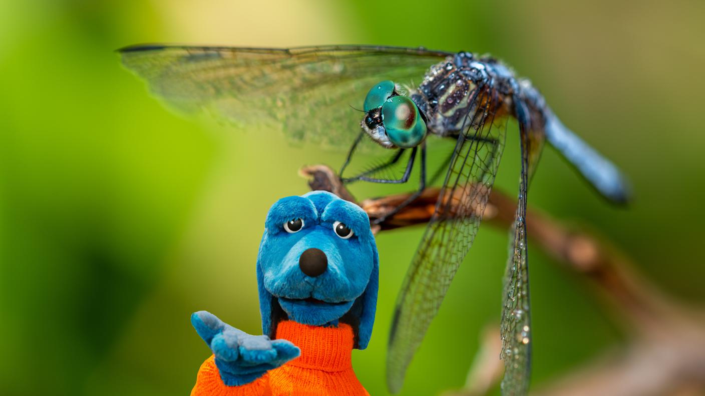 Libellula.jpeg