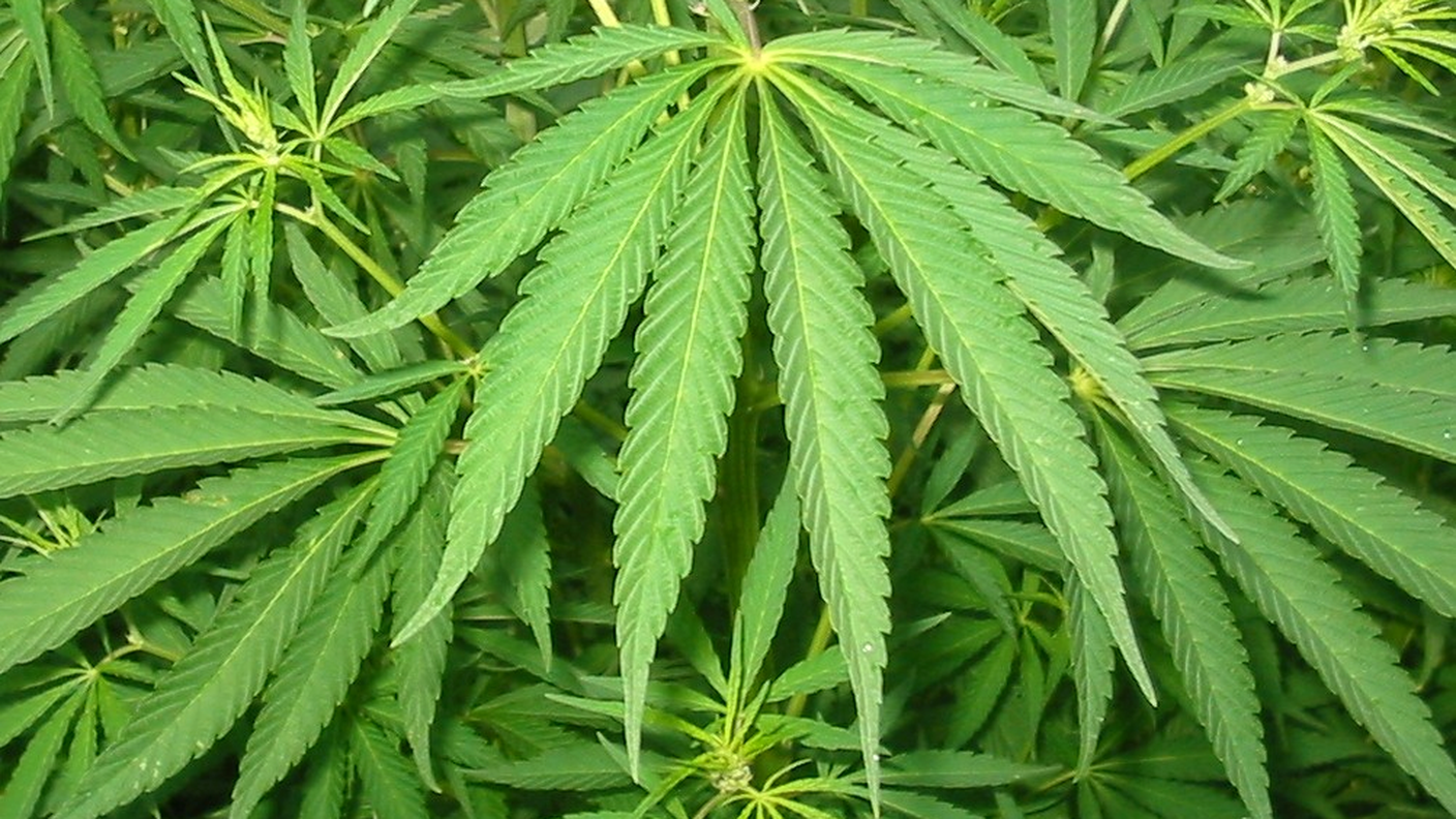Cannabis