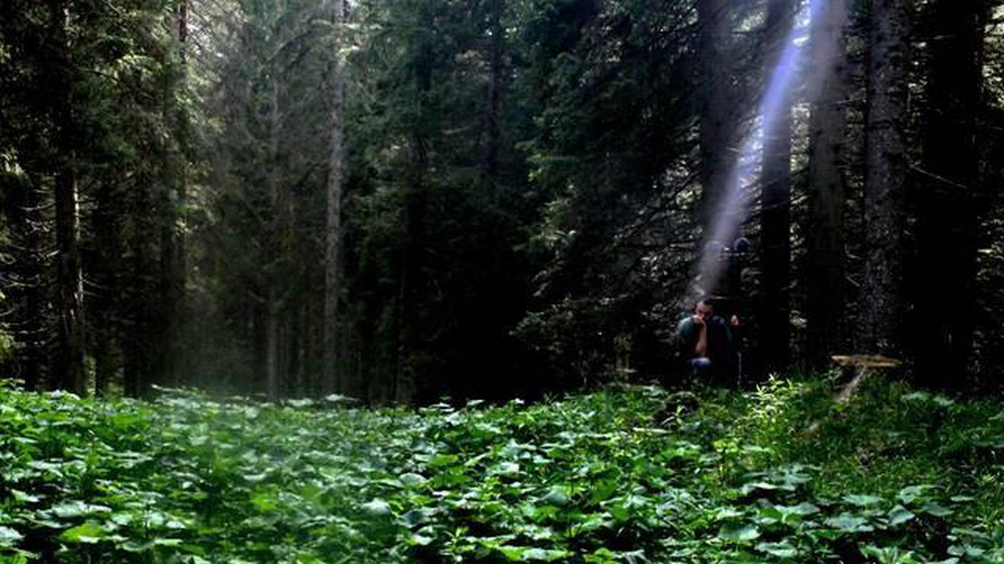 laser-foresta.jpg