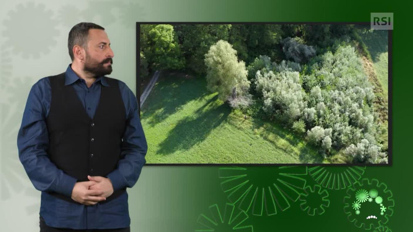 Luca Marra, interprete lingua dei segni