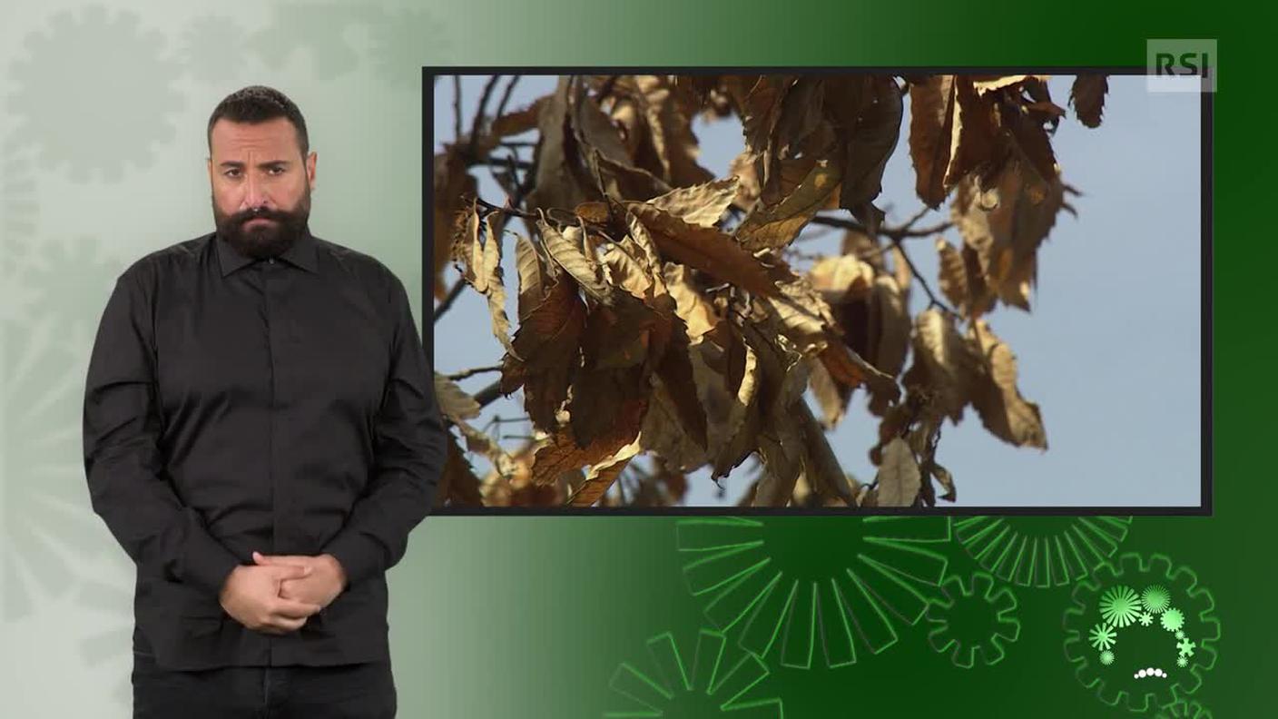 Luca Marra, interprete lingua dei segni