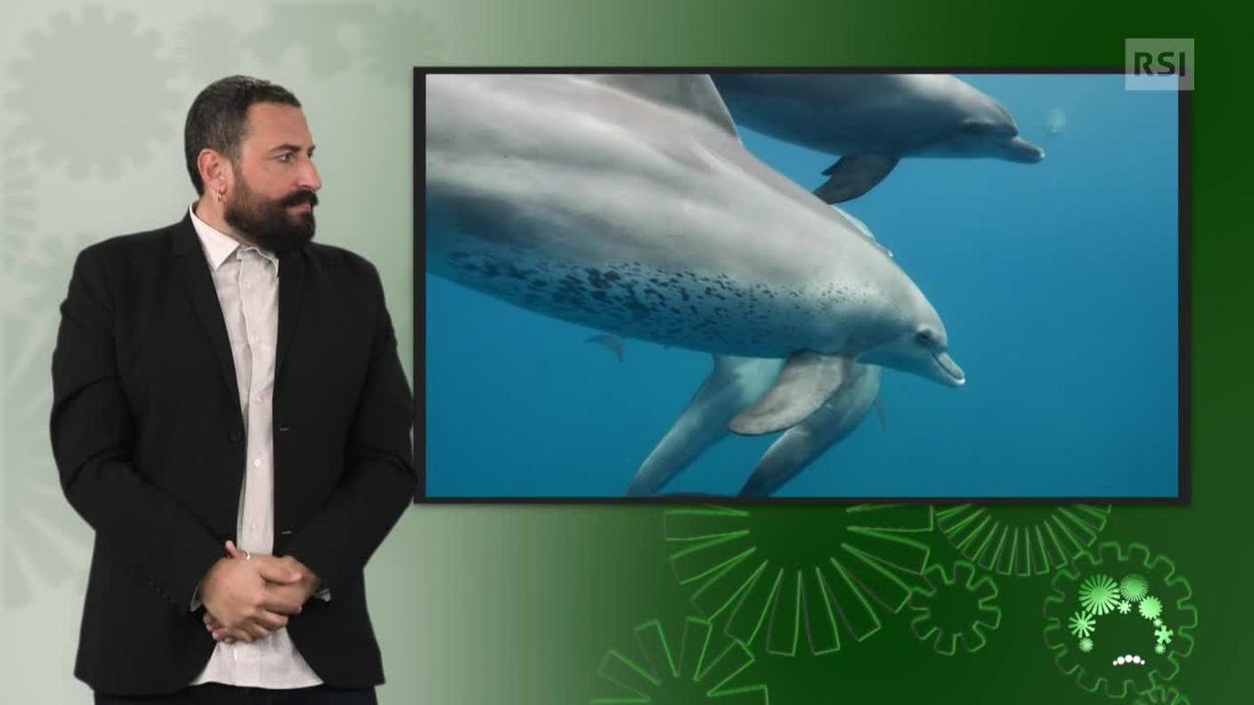 Luca Marra, interprete lingua dei segni