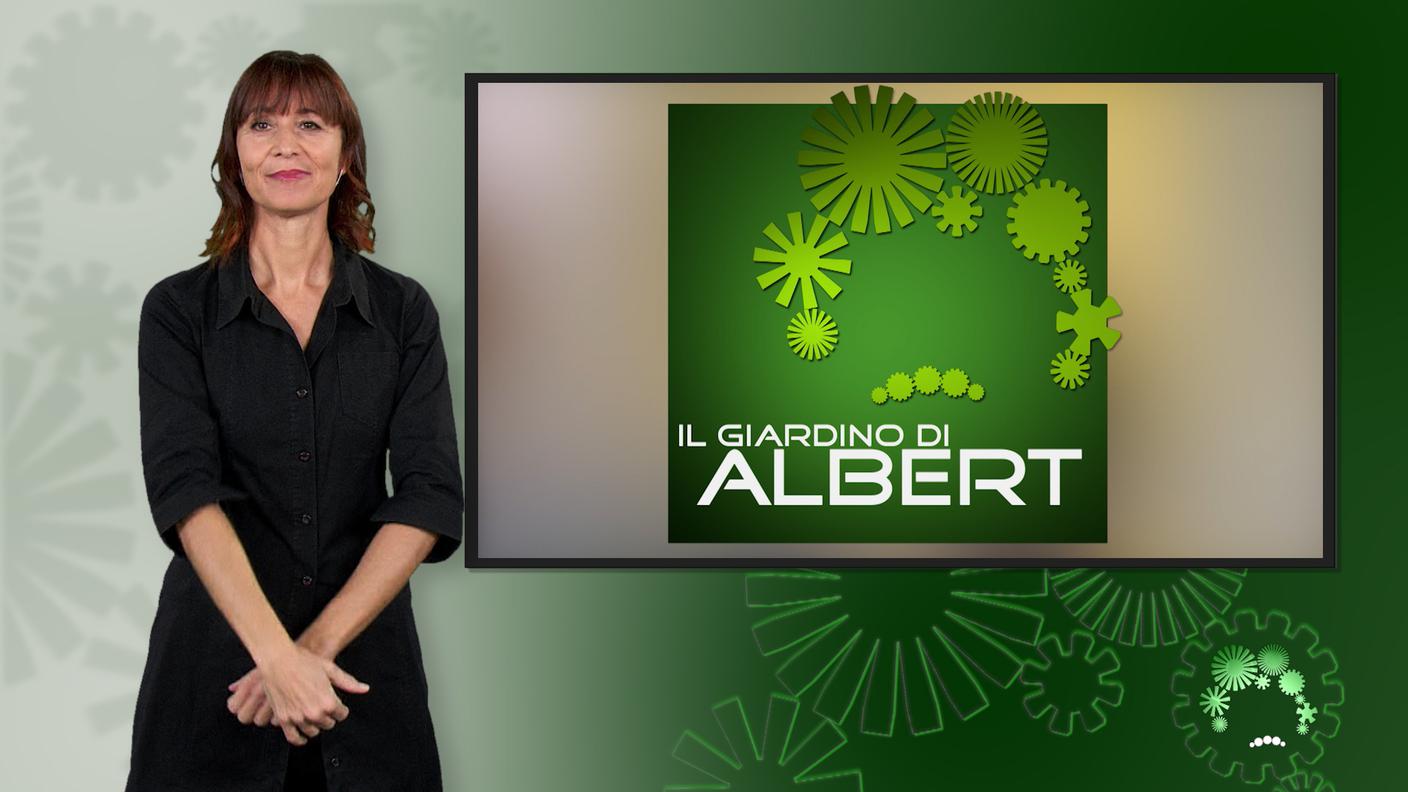 Il Giardino di Albert LIS