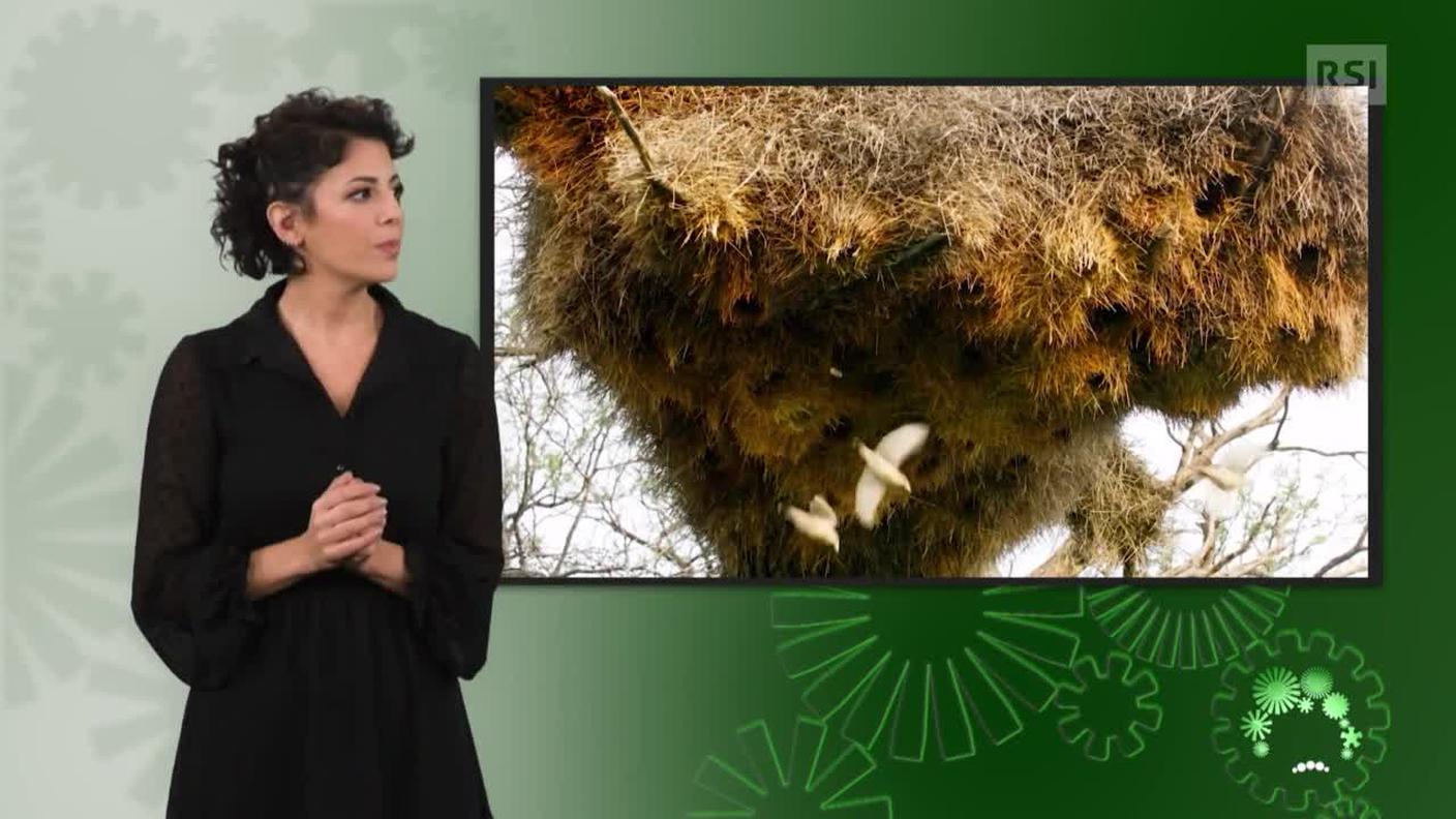 Sonia Serdonio, interprete lingua dei segni