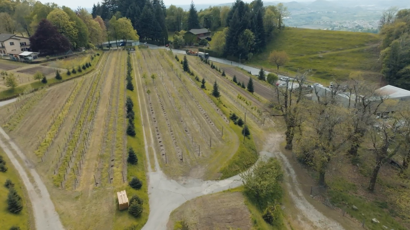 Vivaio forestale cantonale