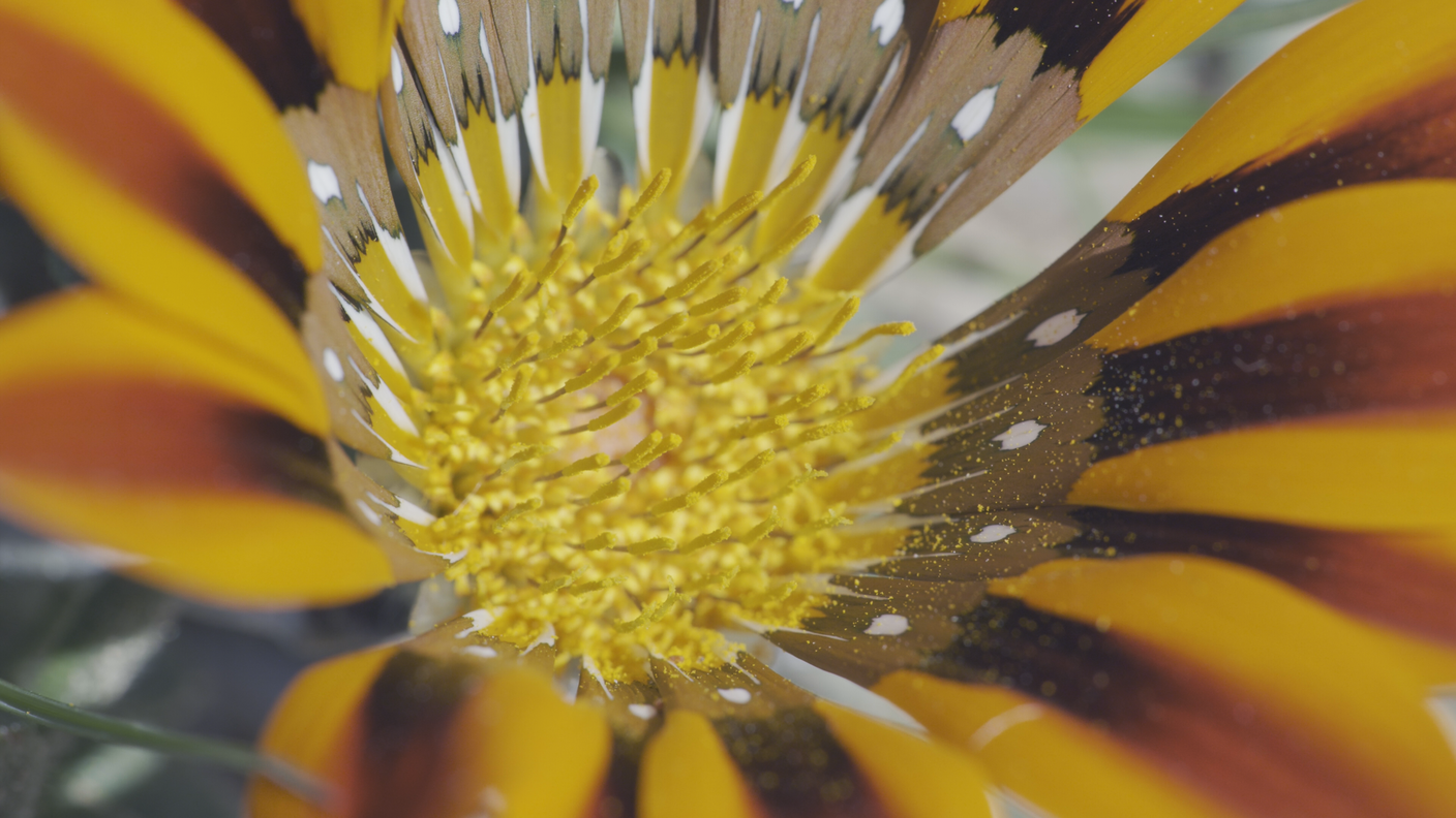 I fiori, mistero dell'evoluzione?