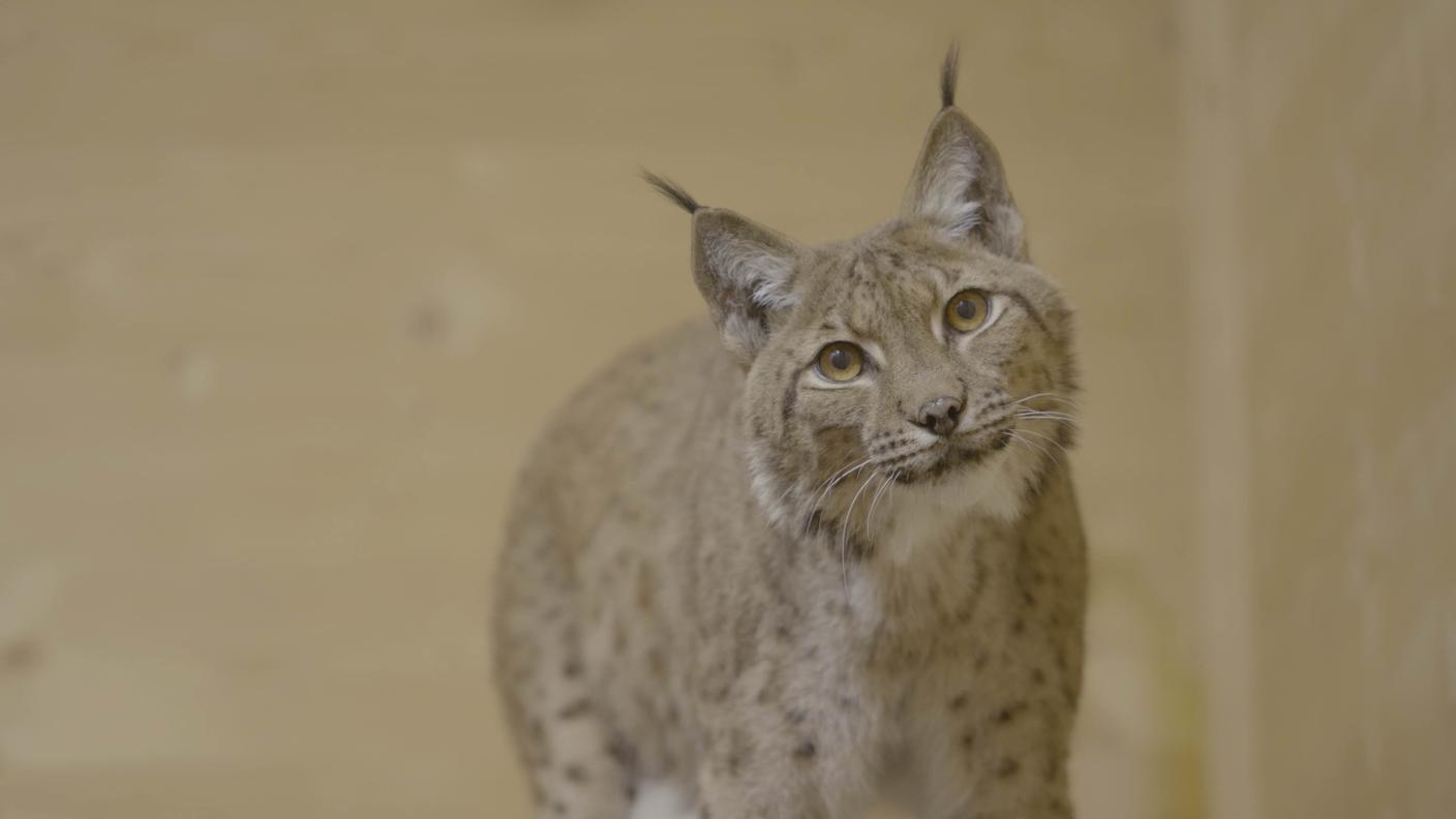 Il lento ritorno della lince