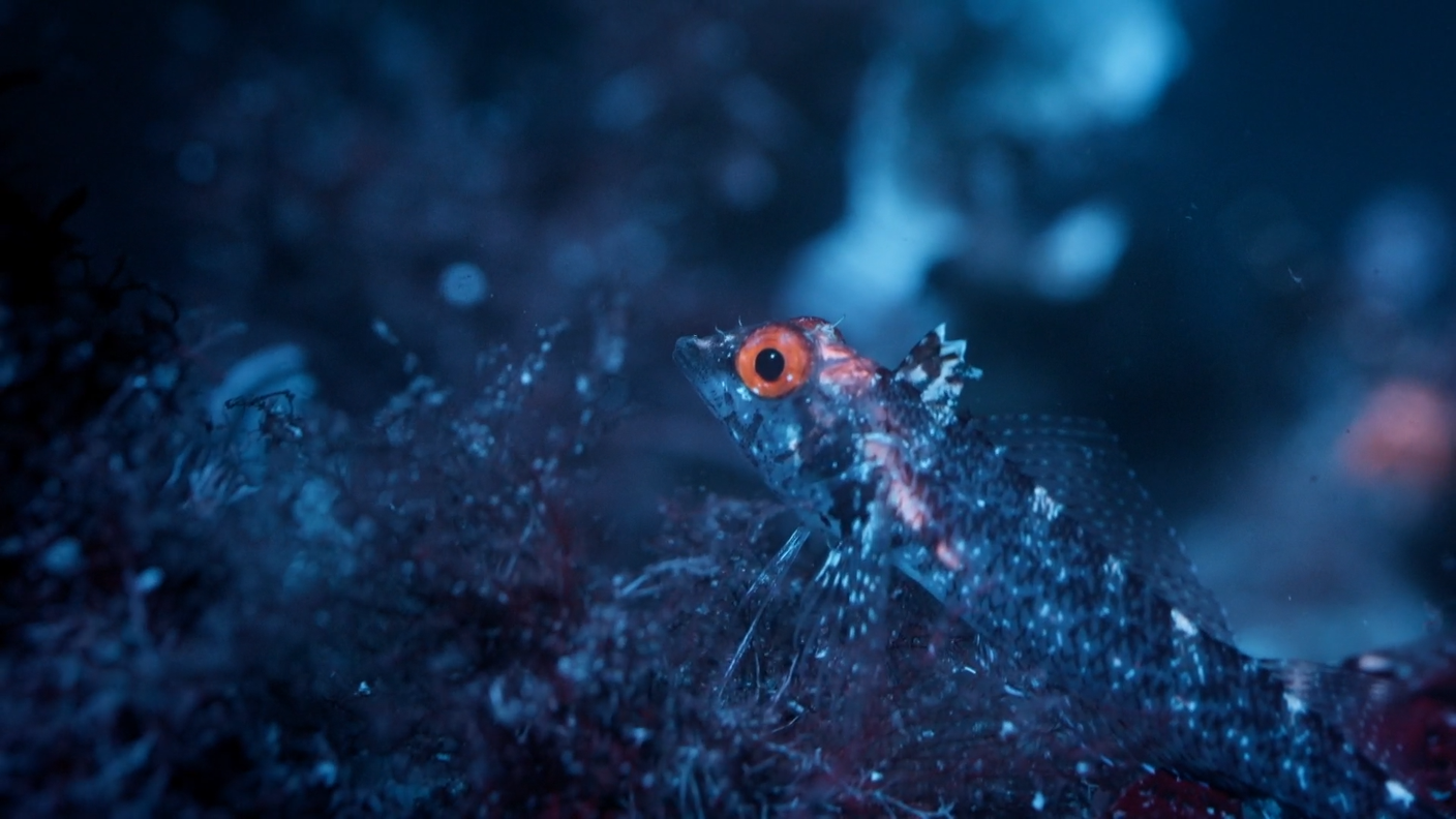 GdA_Una natura brillante.png