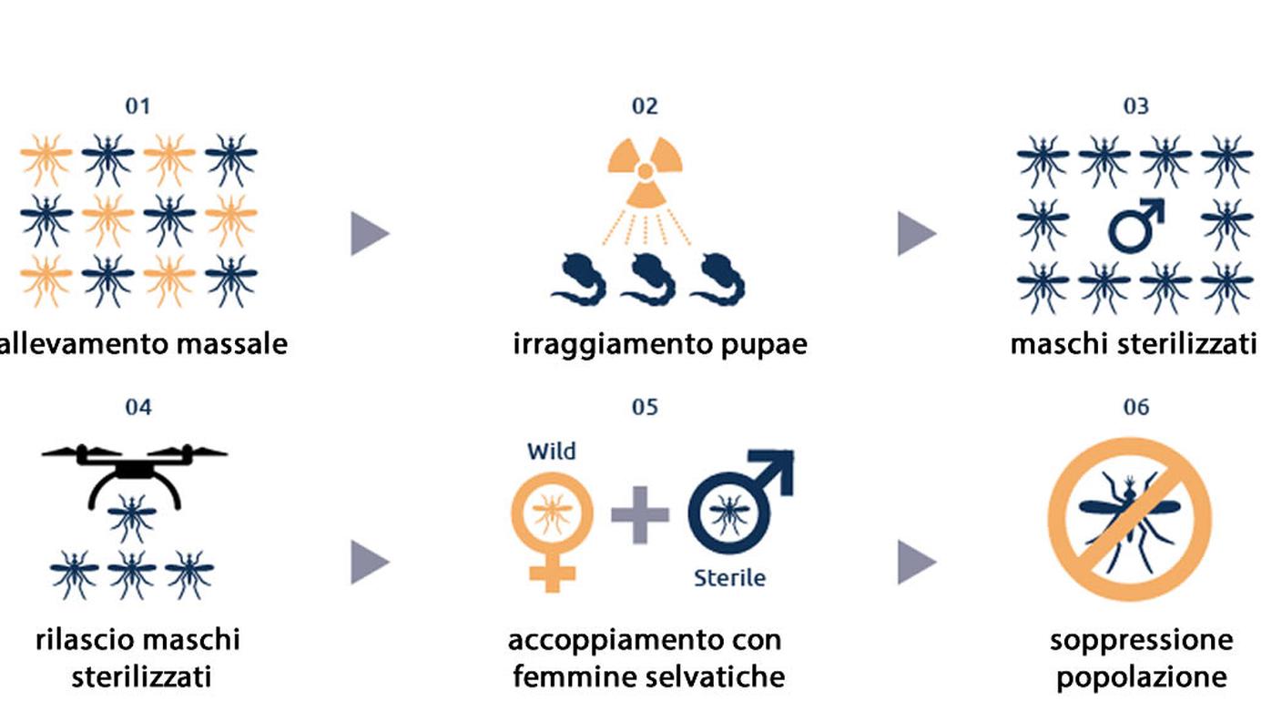 Immagine grafica zanzare
