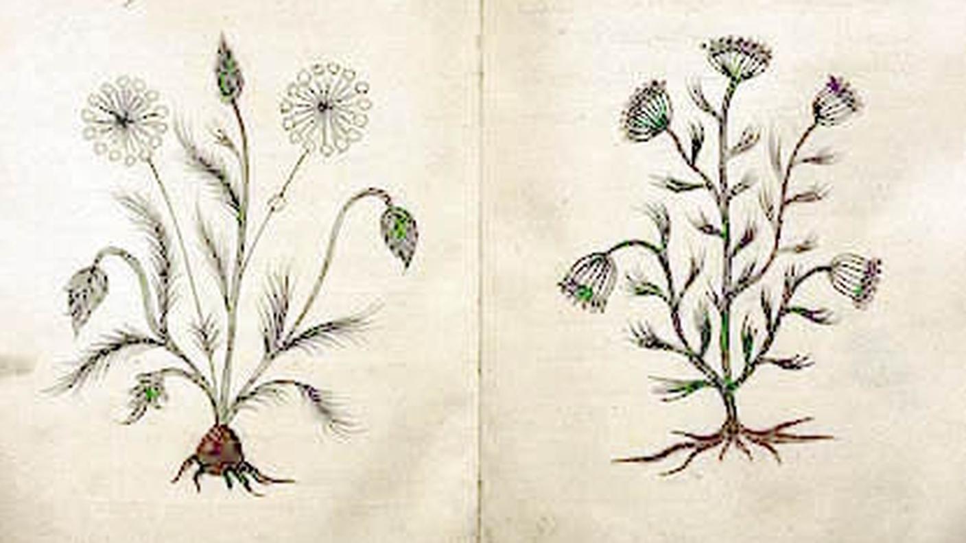 medicina_araba_piante_medicinali_officinali.jpg