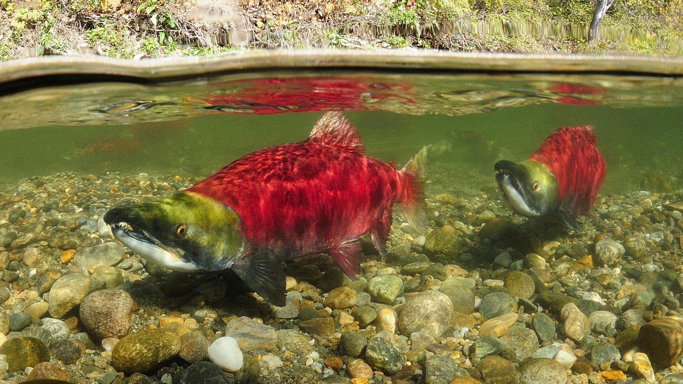 La corsa del salmone rosso
