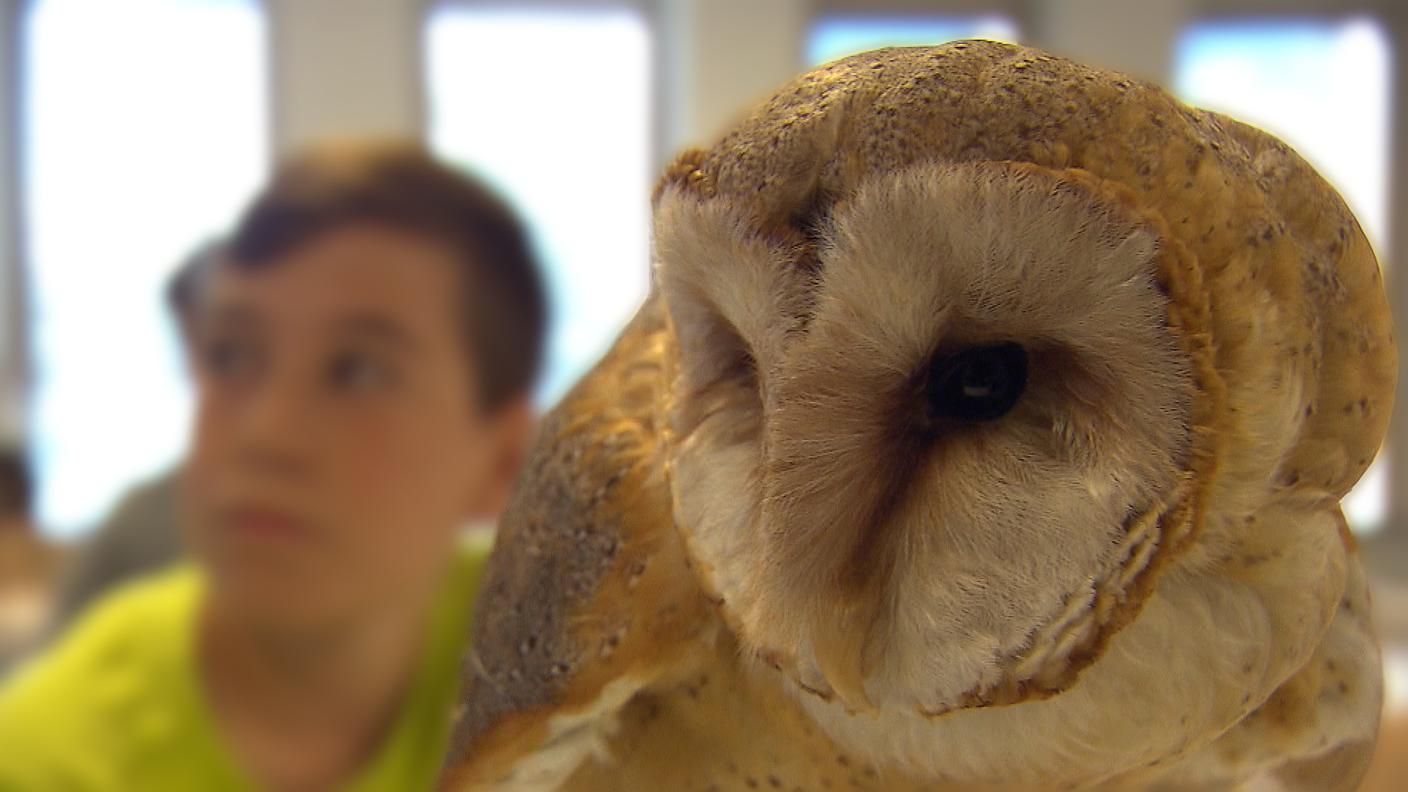 Vogelwarte Insieme Stazione ornitologica Sempach